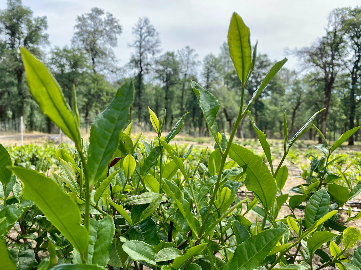 New growth on Camellia sinensis plants in a field of tea plants